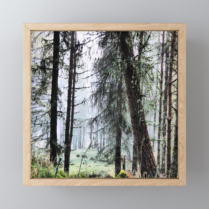 Scottish Pine Forest Misty View in I Art and Afterglow  Framed Mini Art Print