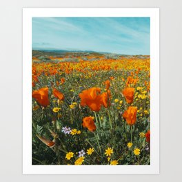 California Wildflower Poppy Superbloom Art Print