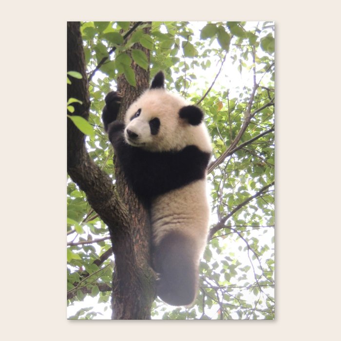 Chongqing Baby Giant Panda Bebe Panda Geant Canvas Print By Sylvie Charbonneau Society6 Chongqing Baby Giant Panda Bebe Panda Geant Canvas Print By Sylvie Charbonneau Society6