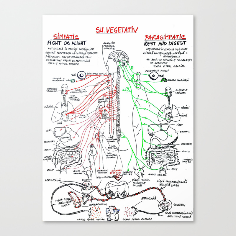 Sistemul Nervos Vegetativ Canvas Print By Med101 Society6