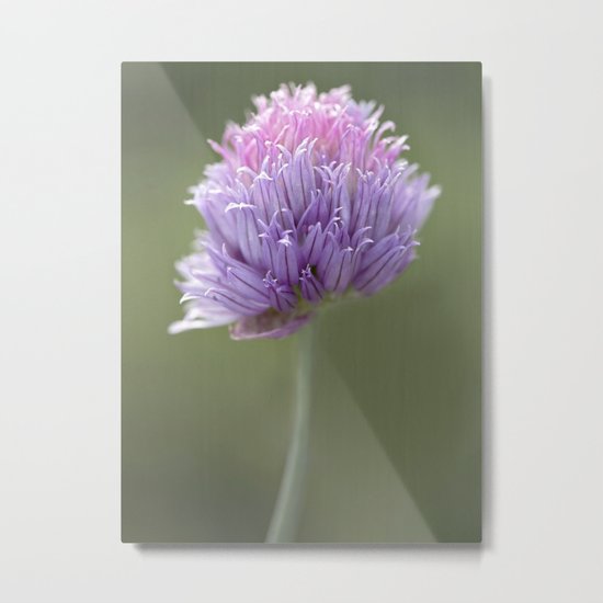 Clover Metal Print