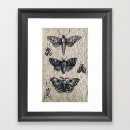 Moth studies Framed Art Print
