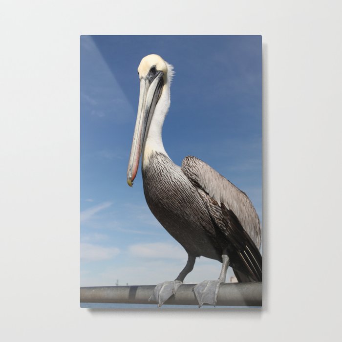 Pelican Metal Print