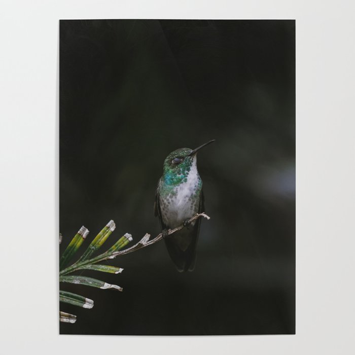 Versicolored Emerald Hummingbird Poster