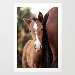cute baby horse hiding behind mother Art Print