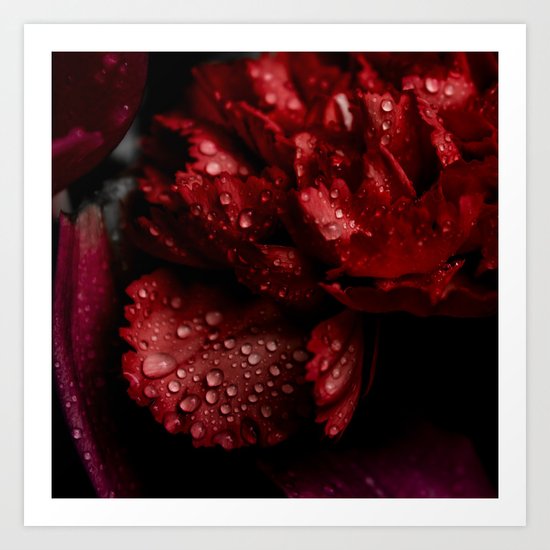 Carnations with drops. Art Print