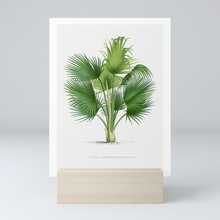 Vintage Palm Tree | Fan Palm | Thrinax barbadensis | Les Palmiers Histoire Iconographique (1878) | Mini Art Print