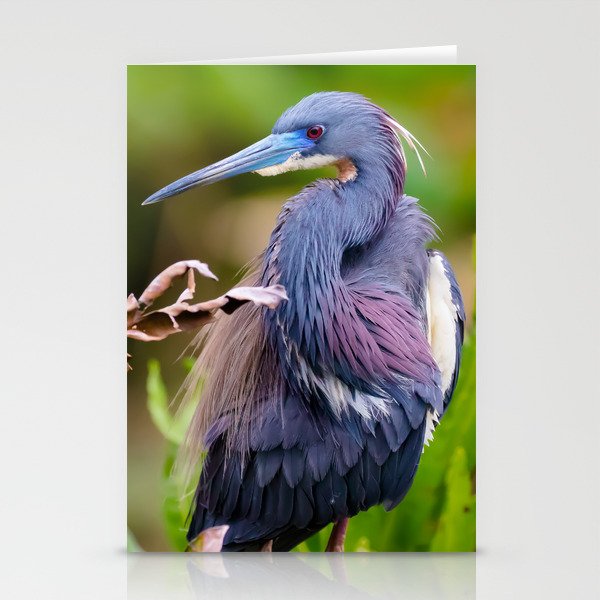 Tricolored Heron Stationery Cards