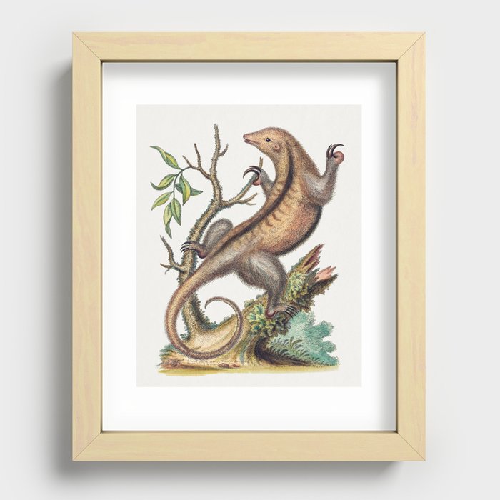 Vintage tree sloth illustration Recessed Framed Print