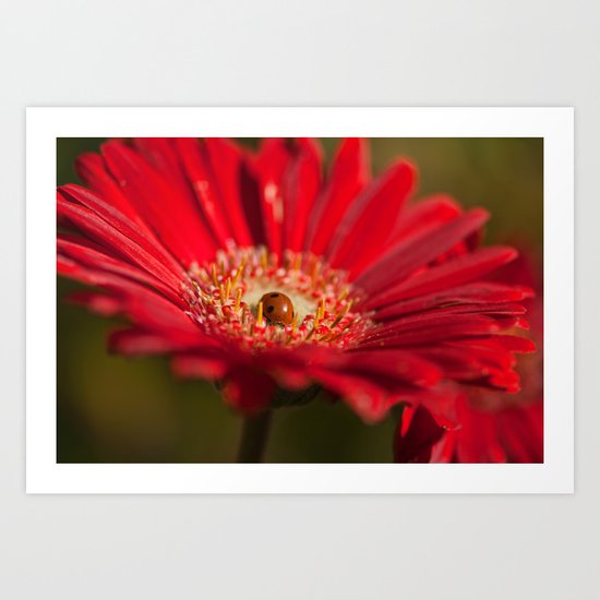 The Gerbera and the Ladybird Art Print
