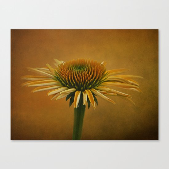Dressed in Color Canvas Print