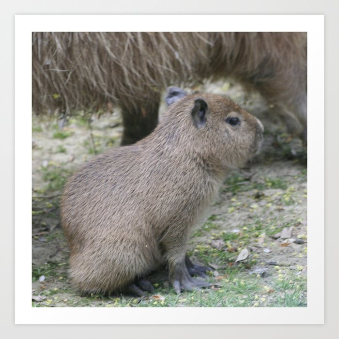 Capybara Animal Print Modern Kids Art Unique Baby Gift Animals in