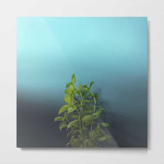 Shy and charming basil Metal Print