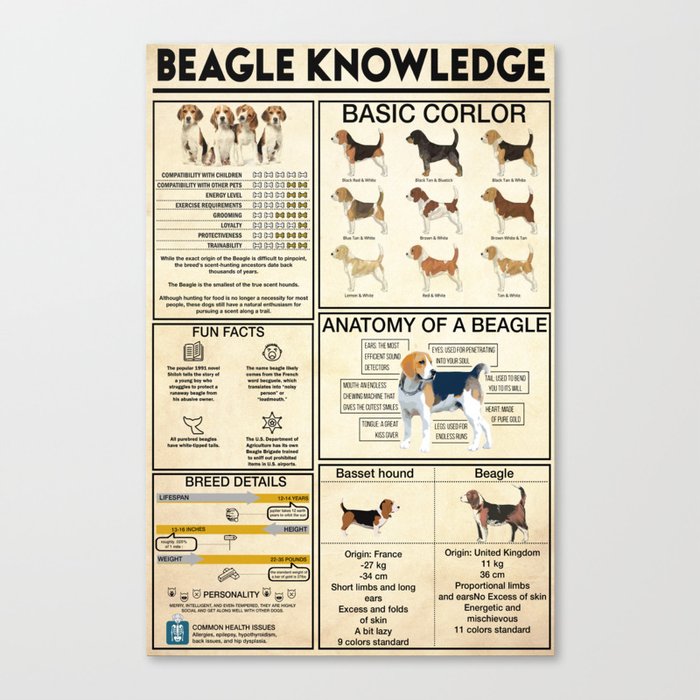 Beagle Knowledge - Dog Knowledge Canvas Print