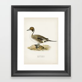 Northern Pintail (Anas(dafila) acuta) illustrated by the von Wright brothers. Framed Art Print