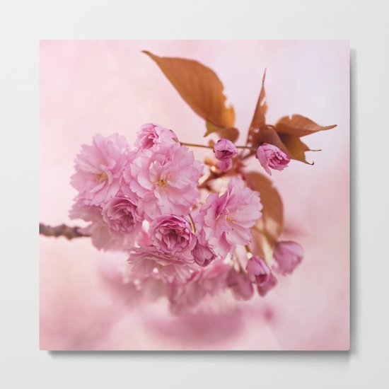 Sakura - Cherryblossom - Cherry blossom - Pink flowers 1 Metal Print