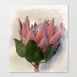 King Protea watercolor Paper Canvas Print