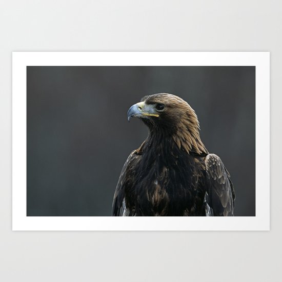 GOLDEN EAGLE PORTRAIT 1 Art Print