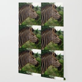 South Africa Photography - A Zebra In The Forest Wallpaper