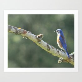 Wistful bluebird Art Print | Photo, Color, Sycamore, California, Westernbluebird, Nature, Digital, Bird 