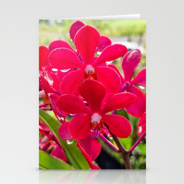 Pink Orchids Stationery Cards