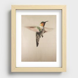 Humming Bird Recessed Framed Print