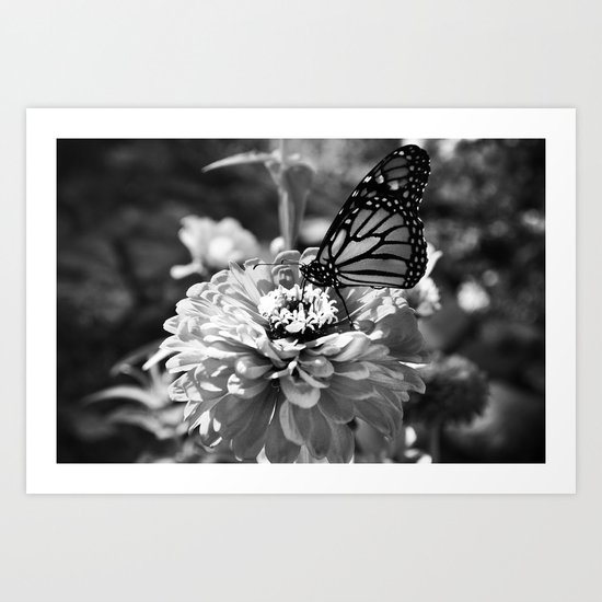 Butterfly on Flower Art Print