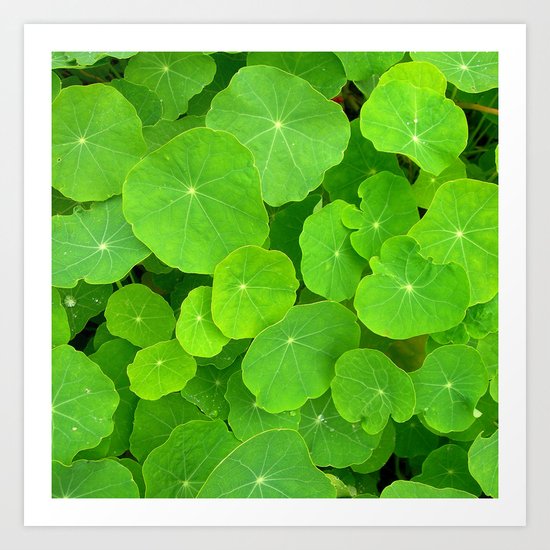 green nasturtium leafs Art Print