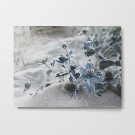 beach thistle Metal Print | Photo, Nature, Landscape 