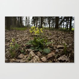 Flower 1 Canvas Print