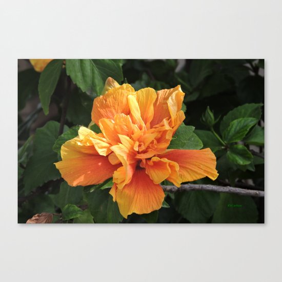 The Golden Double Hibiscus Next Door Canvas Print