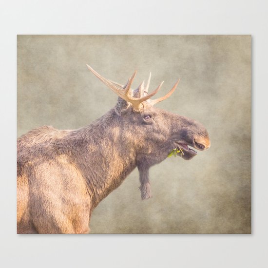 Mr Moose Canvas Print
