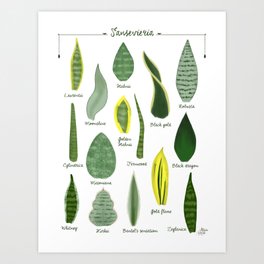 Sansevieria varieties, botanical art print illustration Art Print