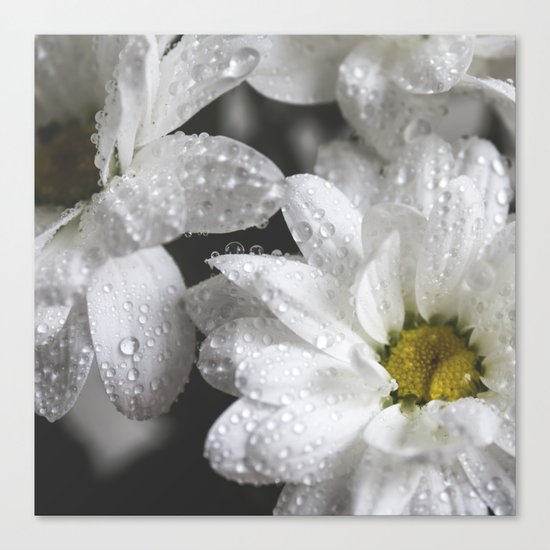 Daisies with drops Canvas Print