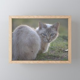Siamese Cat Framed Mini Art Print