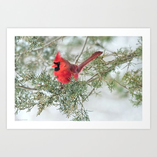 Cocky Cardinal Art Print