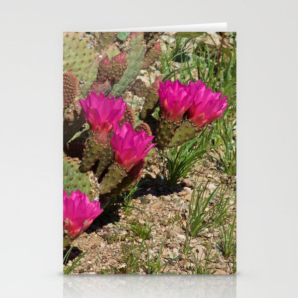 Beavertail Cactus in Bloom Stationery Cards