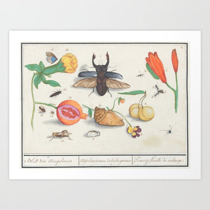 Vintage Natural History Print with Beetle, Fruit and Flowers Art Print