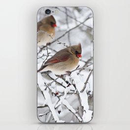 Female Cardinal iPhone Skin