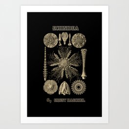 “Echinidea” from “Art Forms of Nature” by Ernst Haeckel Art Print
