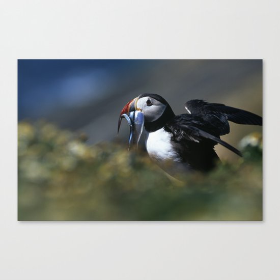 PUFFIN LANDING WITH SANDEELS Canvas Print