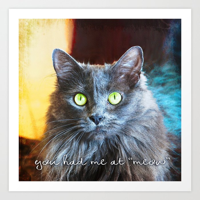 Fluffy grey cat close-up | You had me at meow Art Print