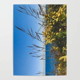 Yellow Flowers on the Shore (plants, ocean, beach, nature, peaceful, rhode island, photography) Poster