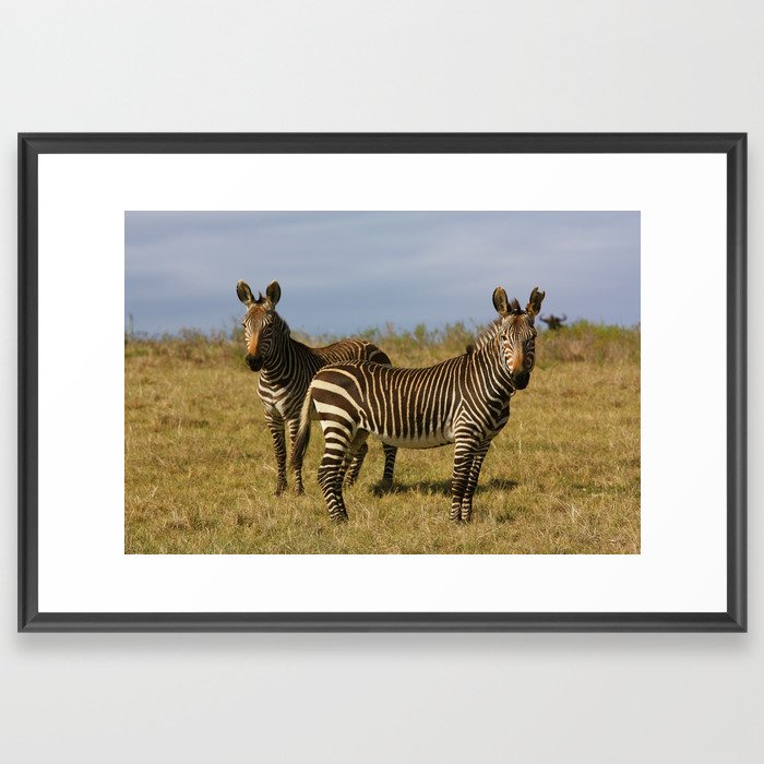 Mountain Zebras Framed Art Print