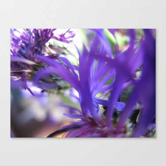 Purple Petals 75 Canvas Print