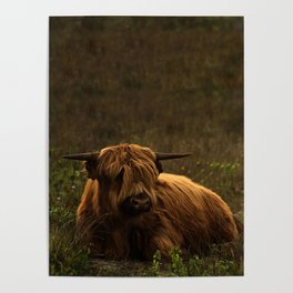 Scottish Highland hairy cow Poster