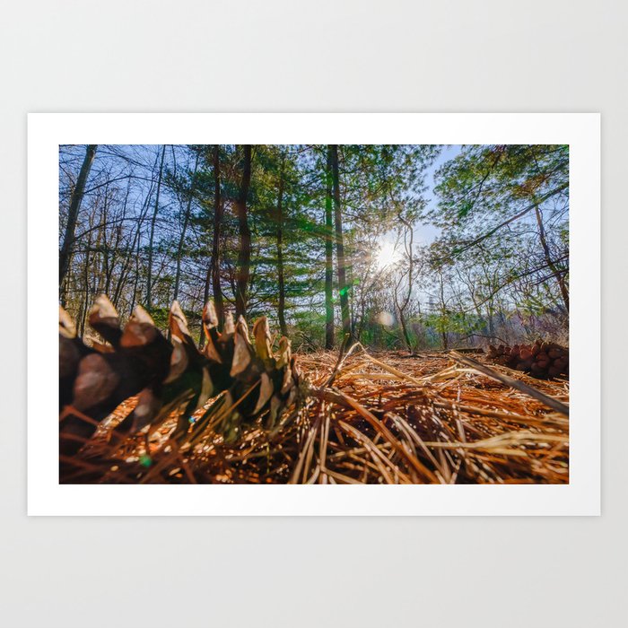 Sun Shines Through. Nature Photography Art Print