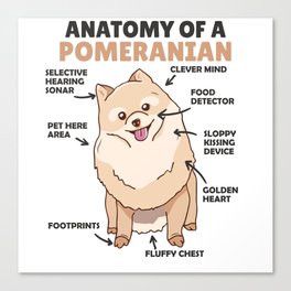 Anatomy Of A Pomeranian Cute Dog Puppy Canvas Print