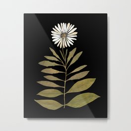 Beautiful real pressed white daisy herbarium  Metal Print