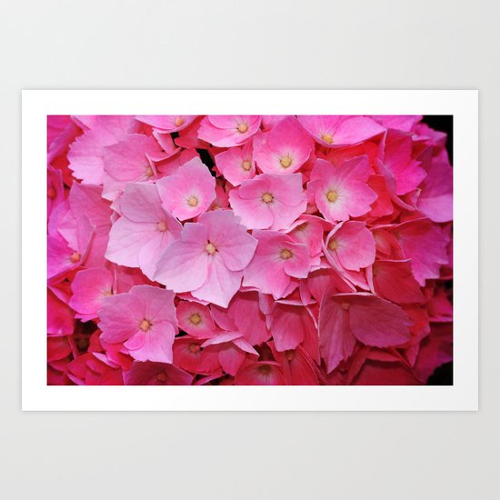 Hortensie #7 Art Print